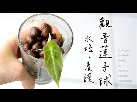 觀音蓮 水有關的字